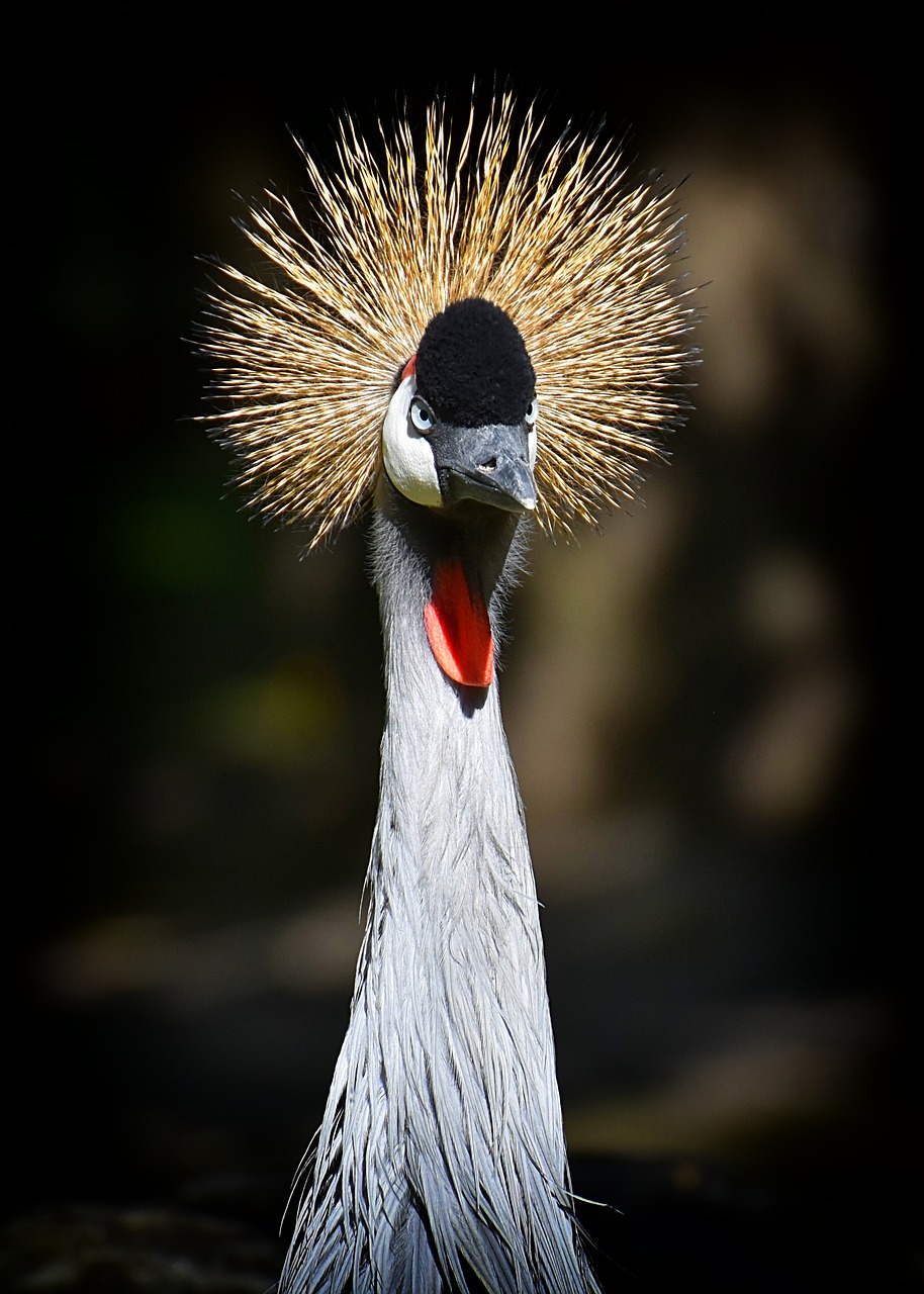 grey crowned crane  baleurica regulorum  bird free photo