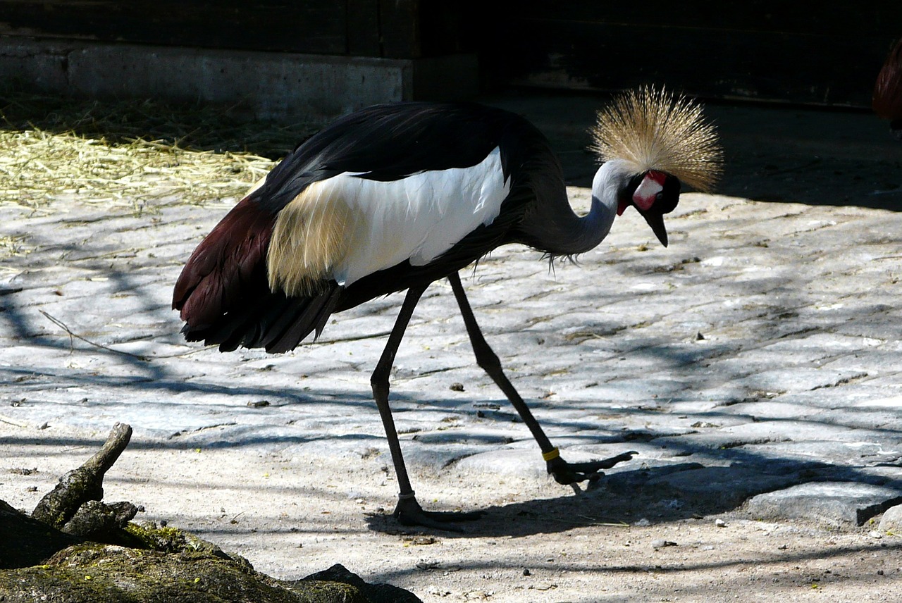 grey crowned crane crane bird free photo