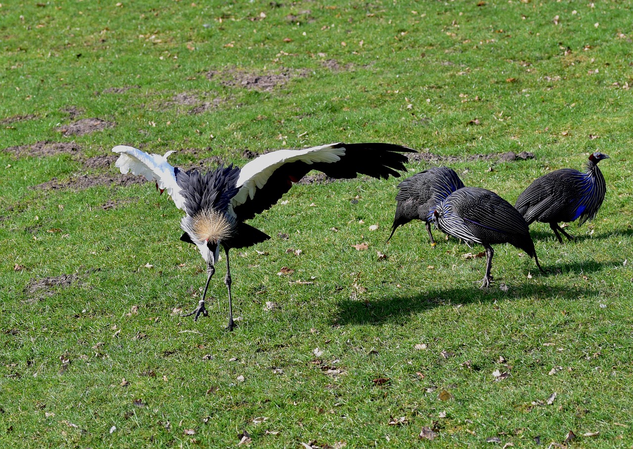 grey crowned crane headdress animal world free photo