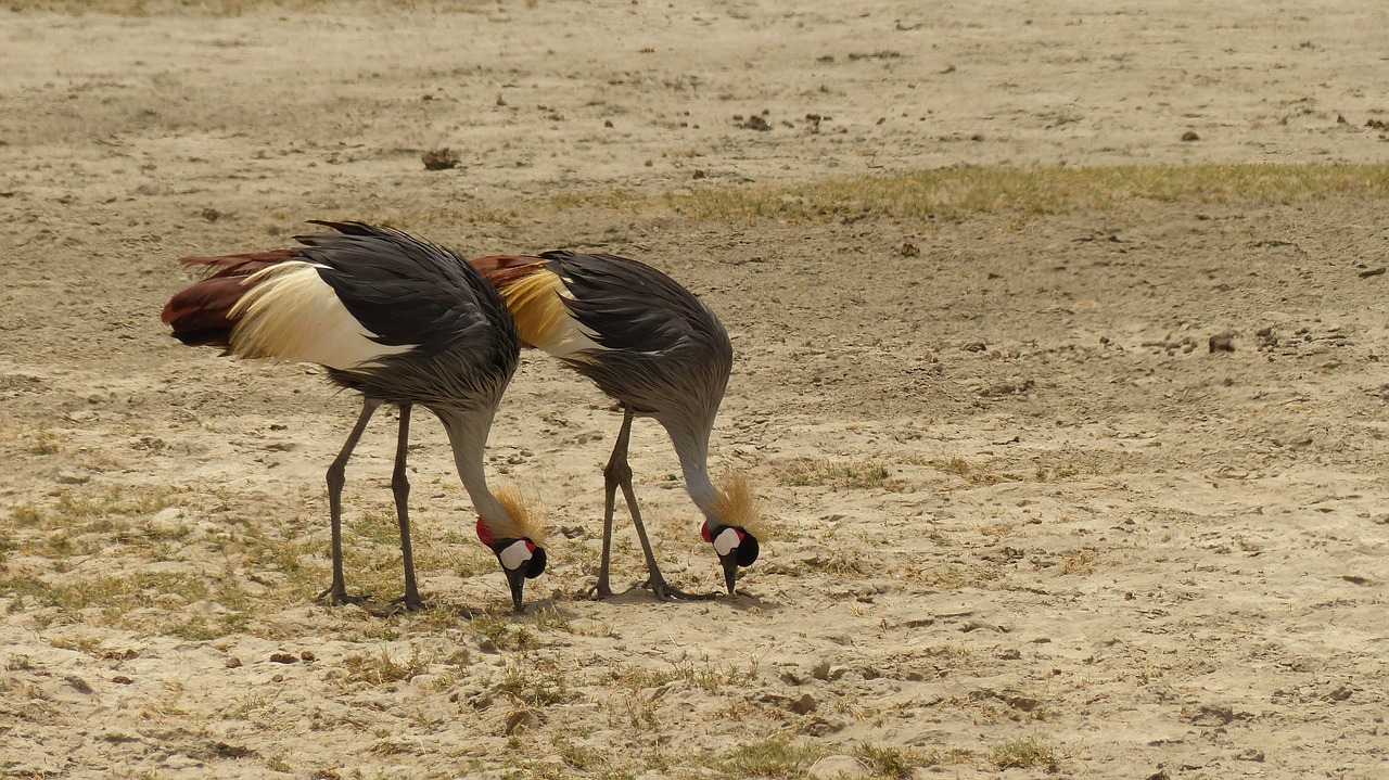 grey crowned crane bird kenya free photo