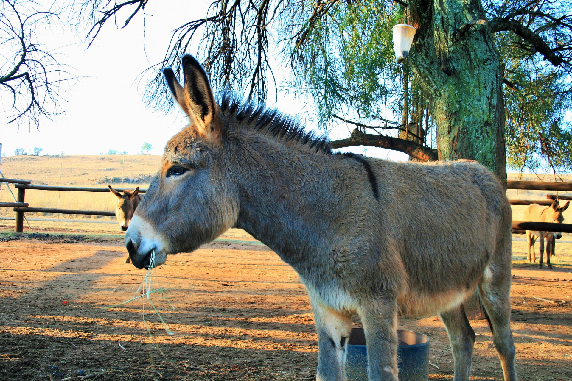 animal domestic donkey free photo