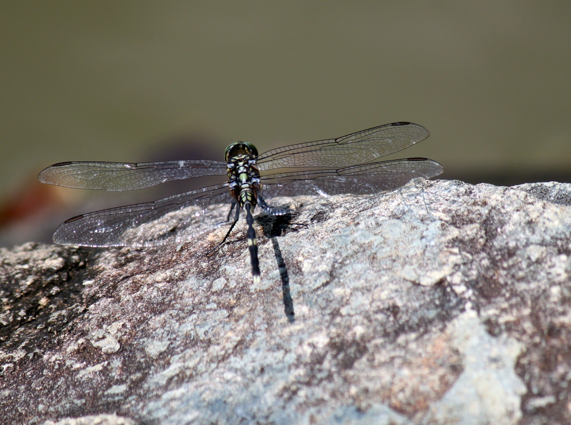 grey dragonfly rock sunlight rock free photo