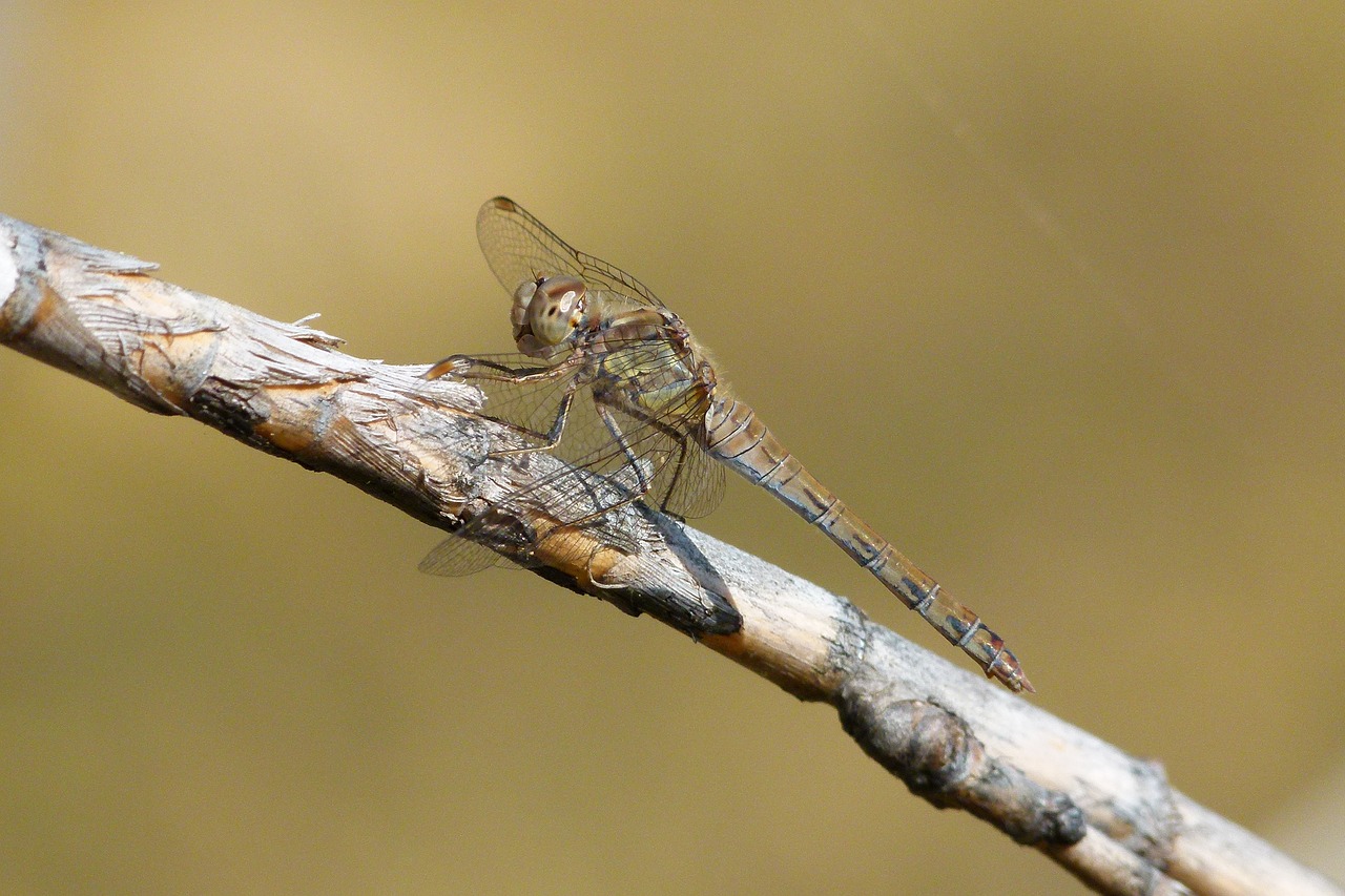 grey dragonfly dragonfly american cane free photo