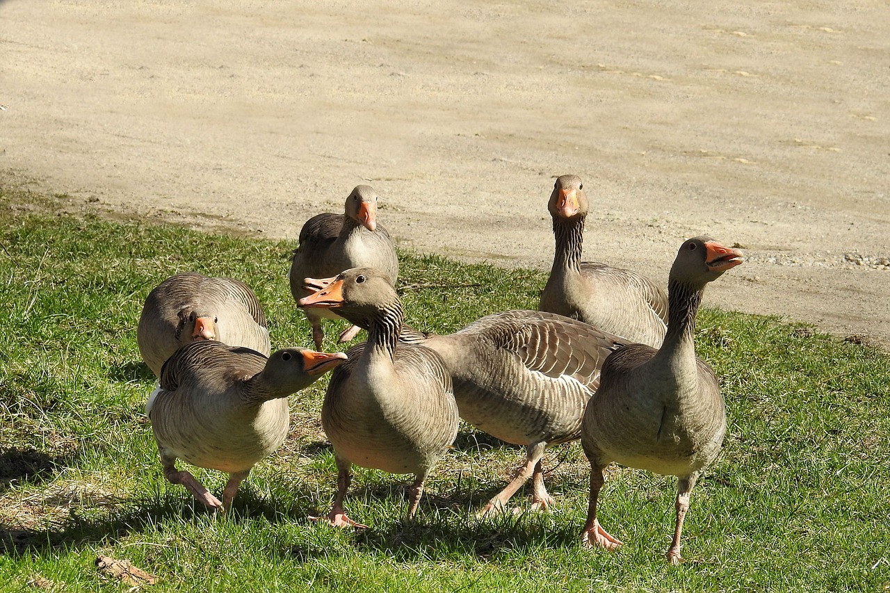 grey geese geese poultry free photo