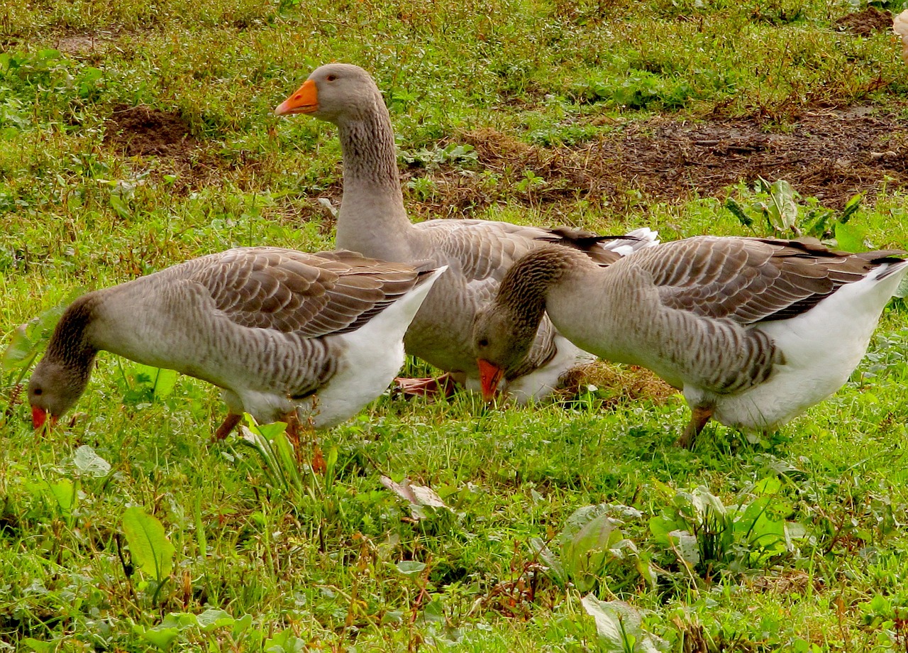 grey geese geese eating free photo