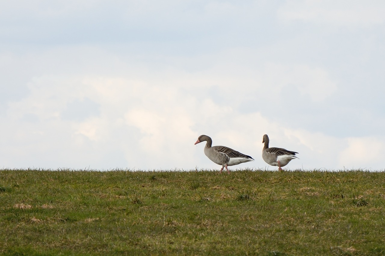 grey geese migratory bird nature free photo