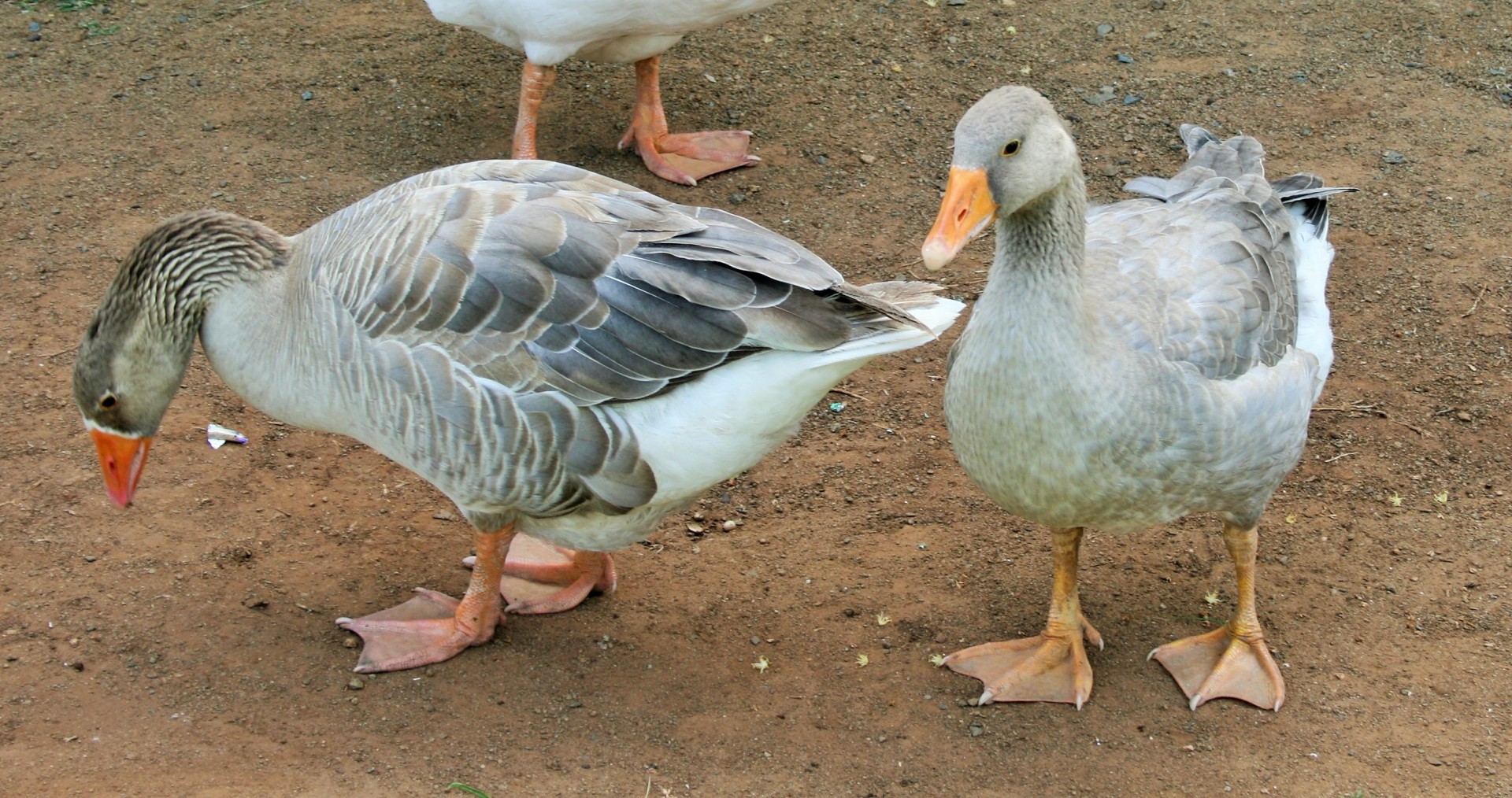 farm fowl geese free photo