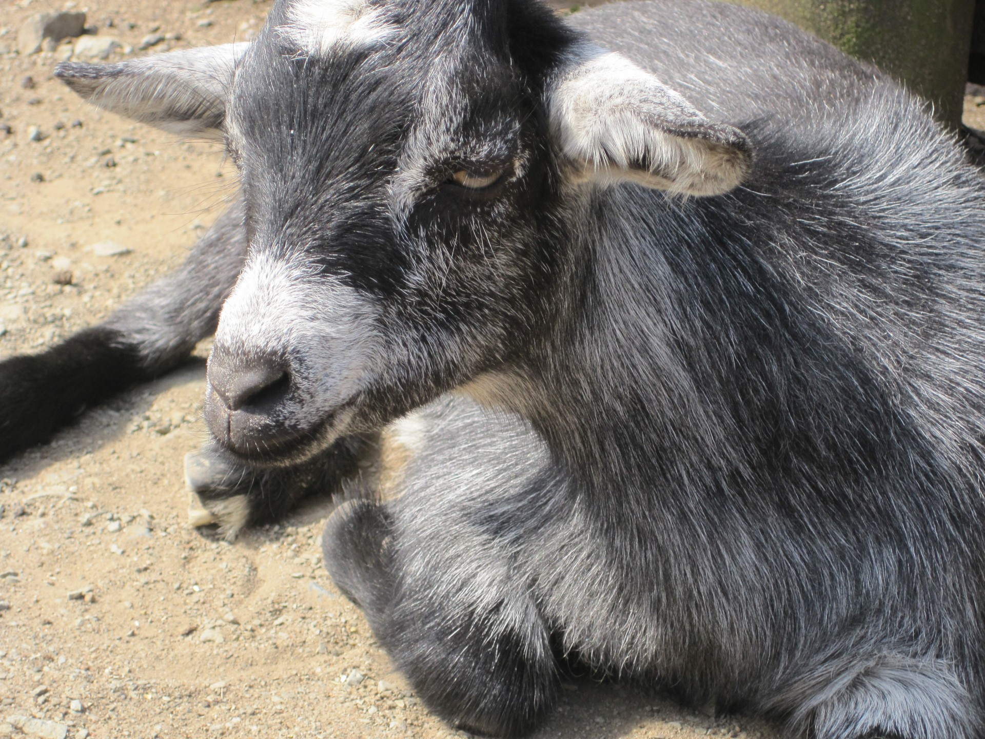goat young animal free photo