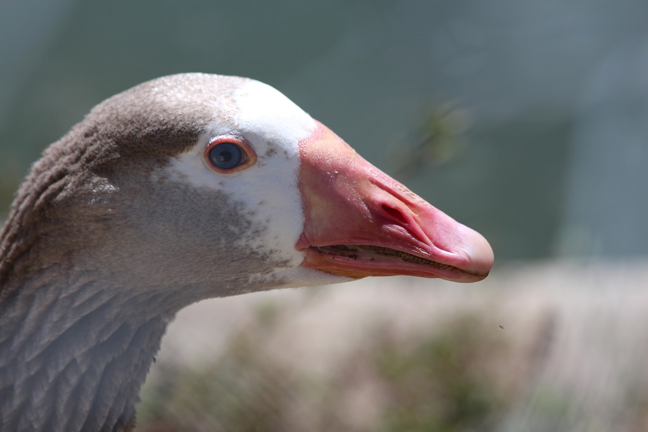 grey goose anser anser bird free photo