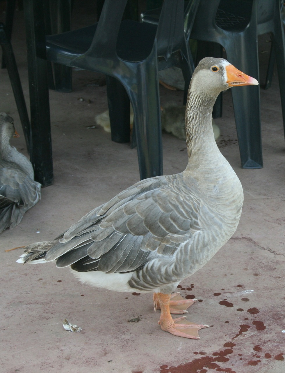 grey goose webbed feet light grey breast free photo
