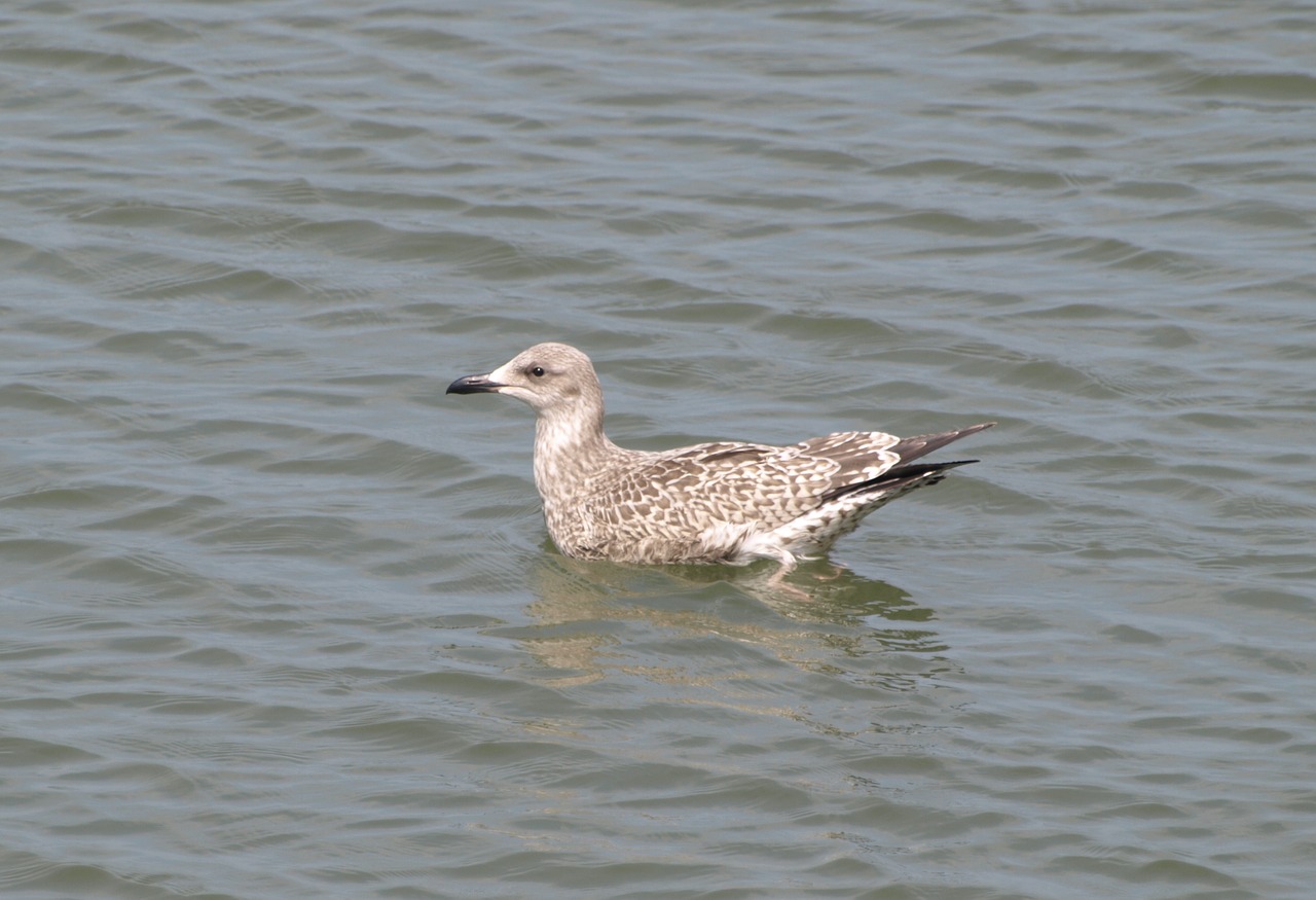 grey gull seagull north sea free photo