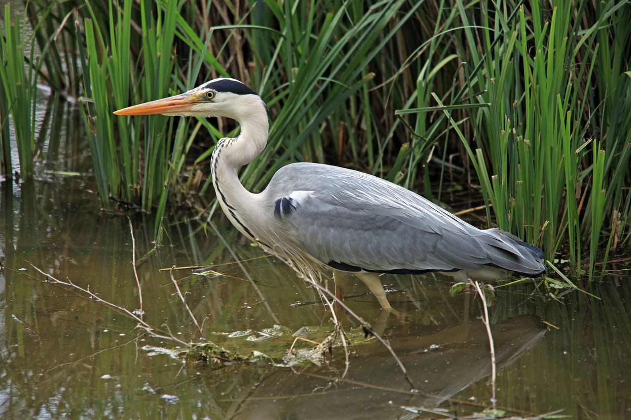 grey heron heron bill free photo