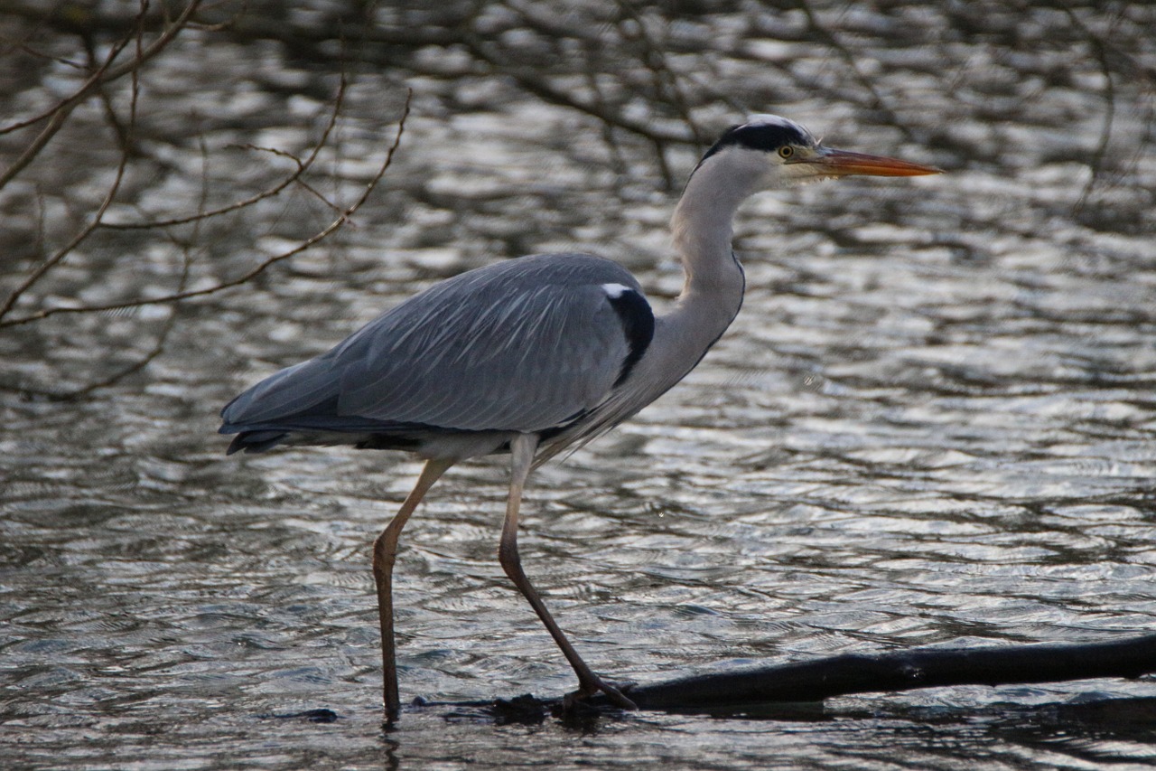 grey heron bird water free photo