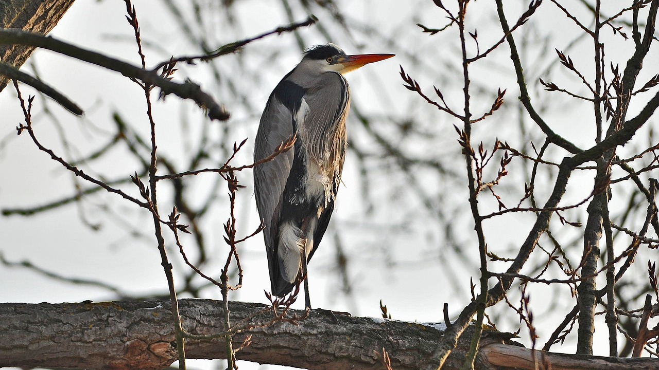 grey heron icicle bird free photo