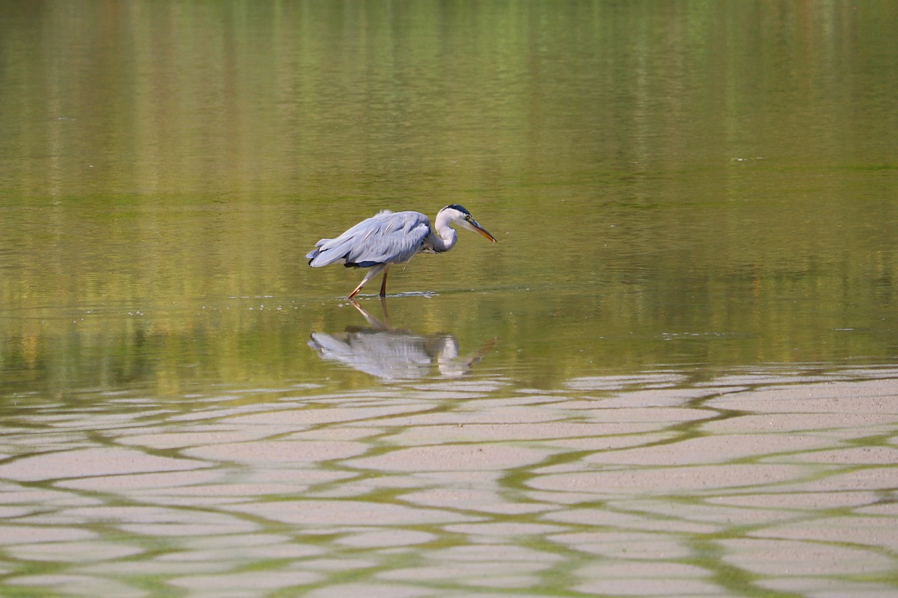 grey heron heron bird free photo