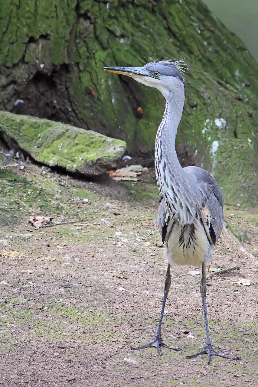 grey heron heron animal world free photo