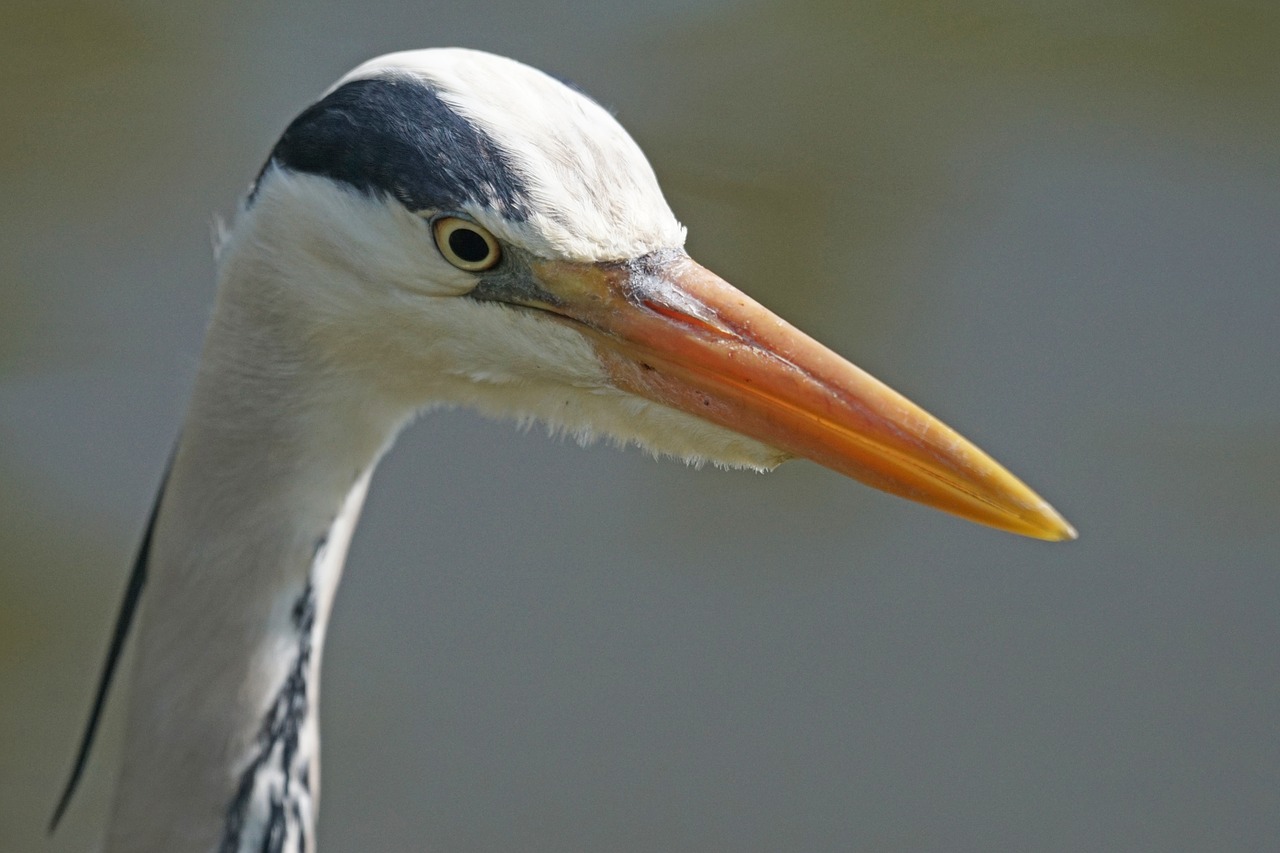 grey heron heron eastern free photo