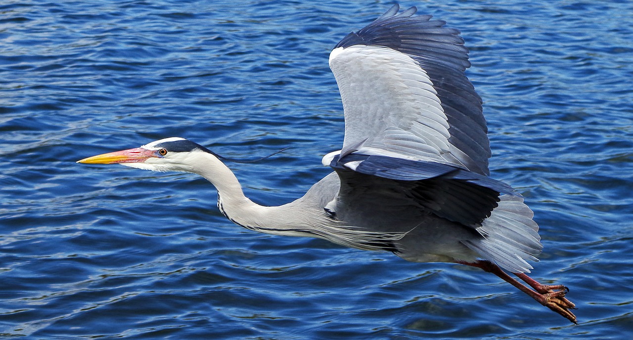 grey heron bird graceful free photo