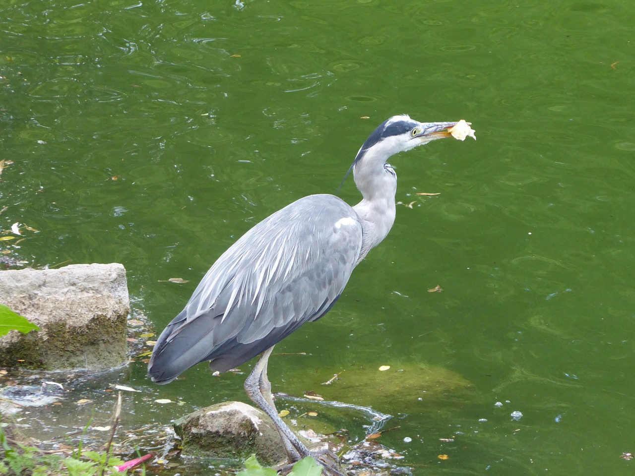 grey heron heron bird free photo