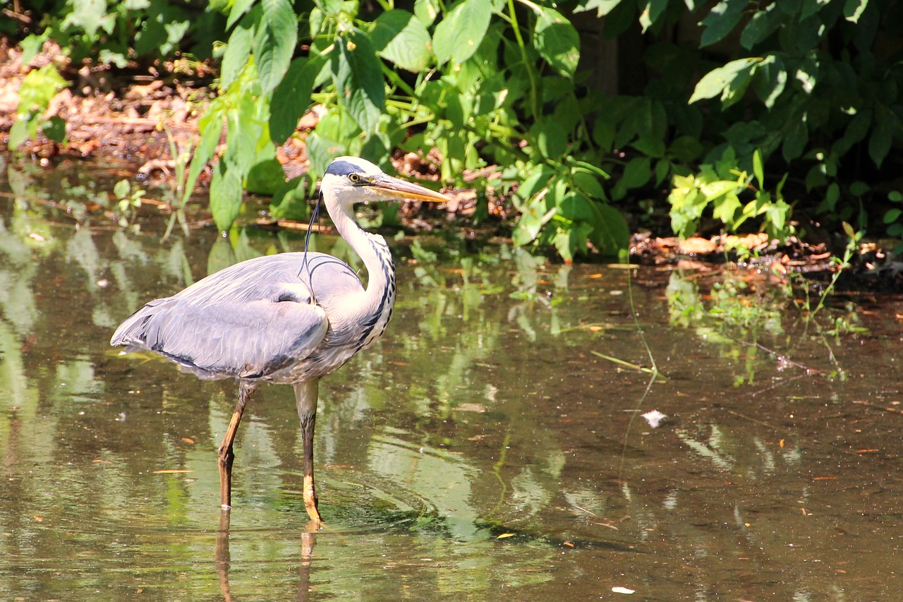 grey heron heron bird free photo