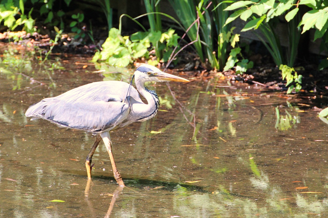 grey heron heron bird free photo