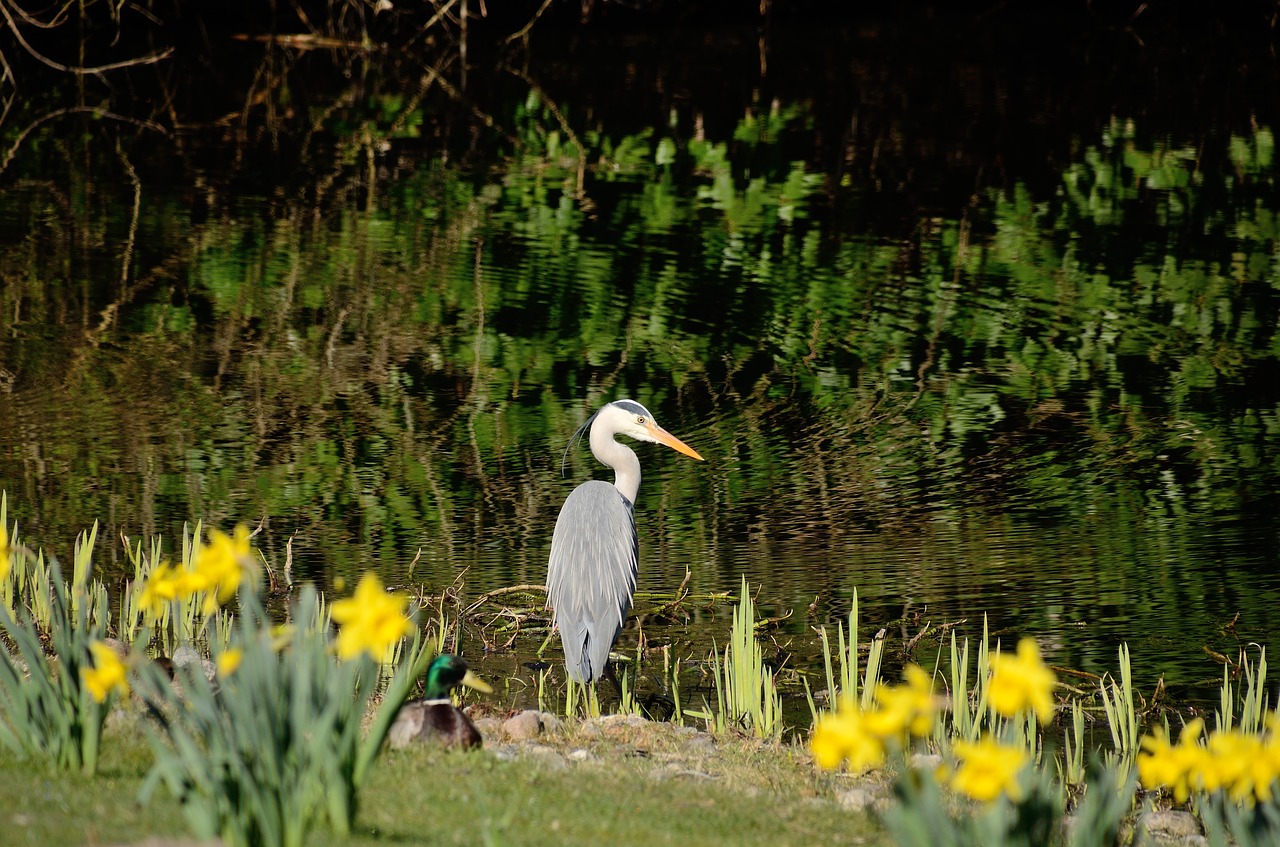 grey heron heron eastern free photo