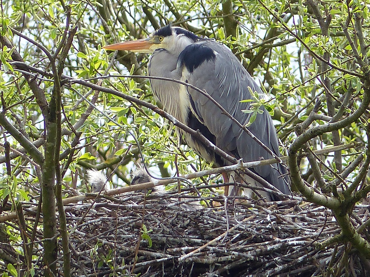 grey heron heron bird's nest free photo