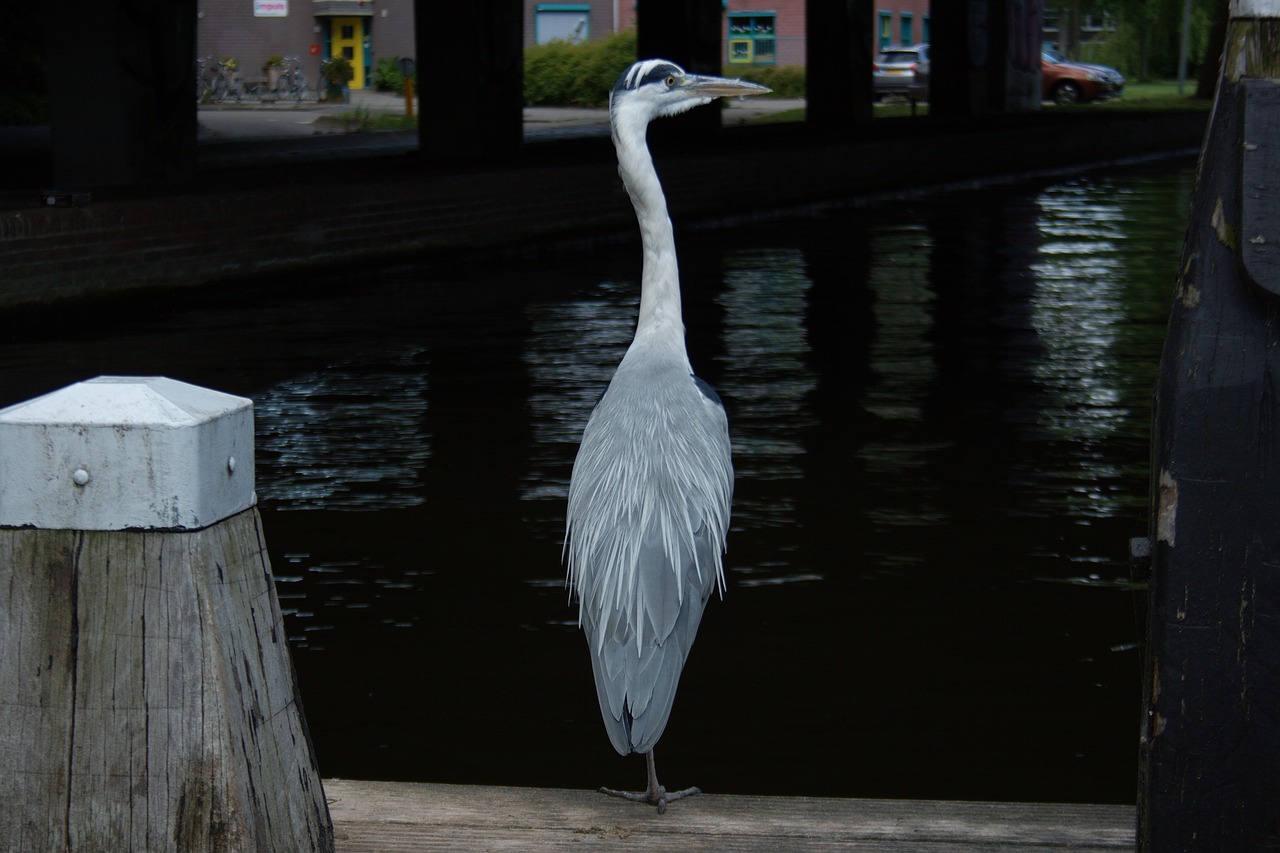 grey heron heron bird free photo