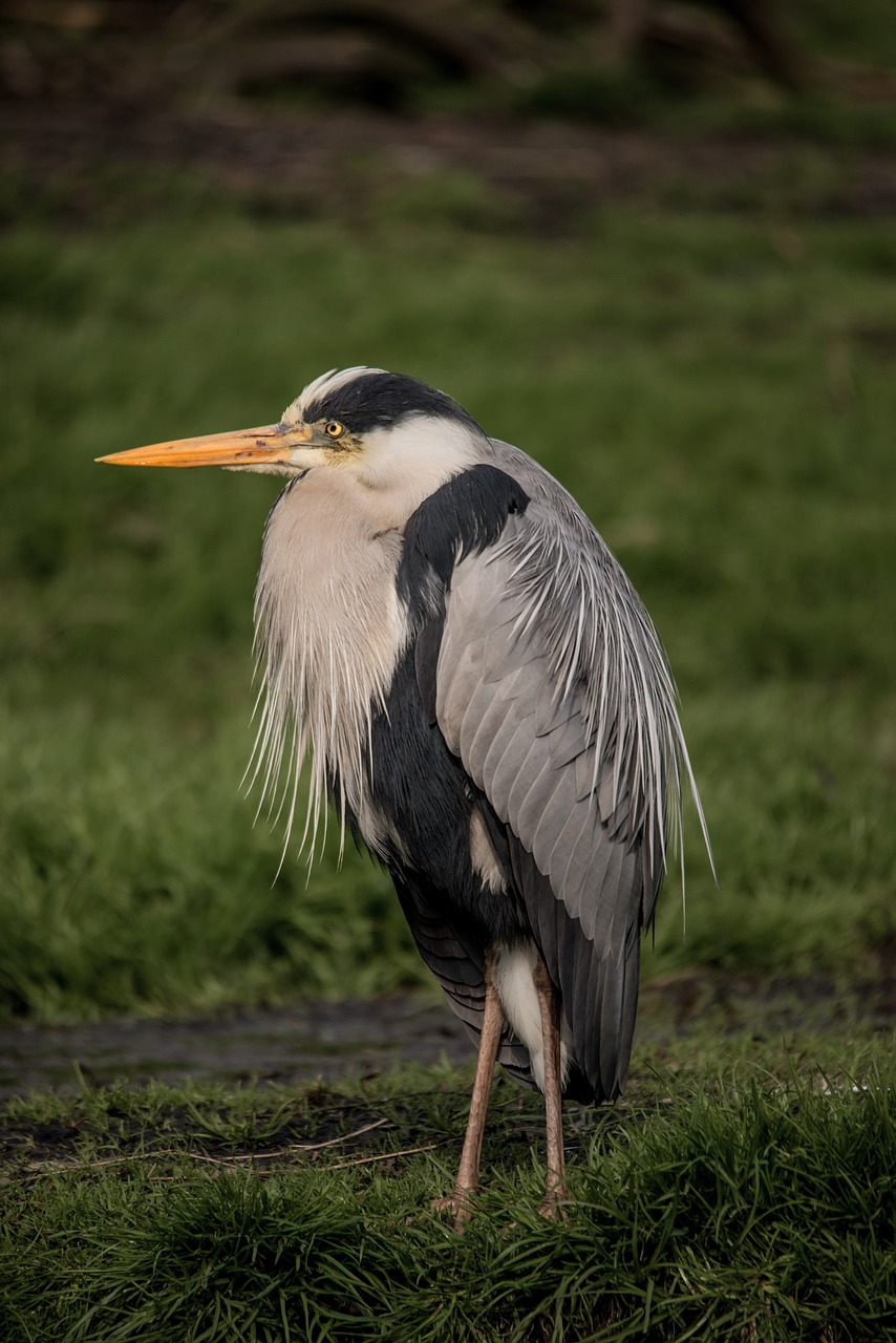 grey heron magnificent plumage meadow free photo
