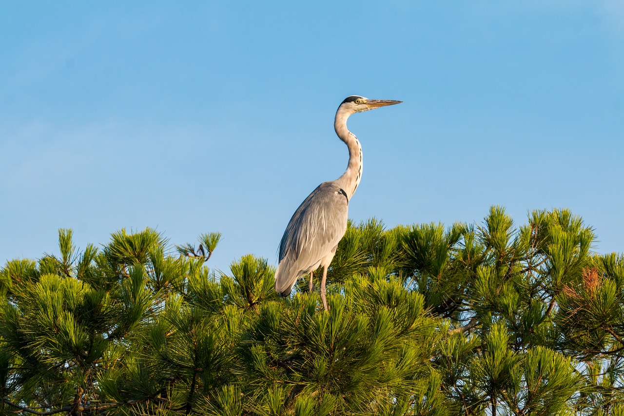 grey heron heron bird free photo