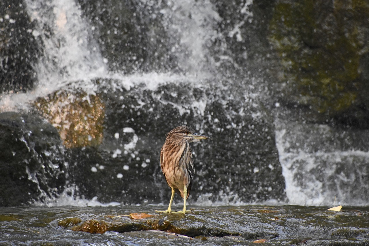 grey heron birds falls free photo