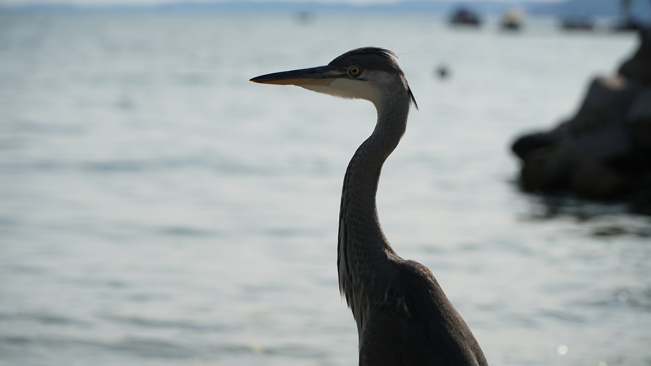 grey heron bird heron free photo