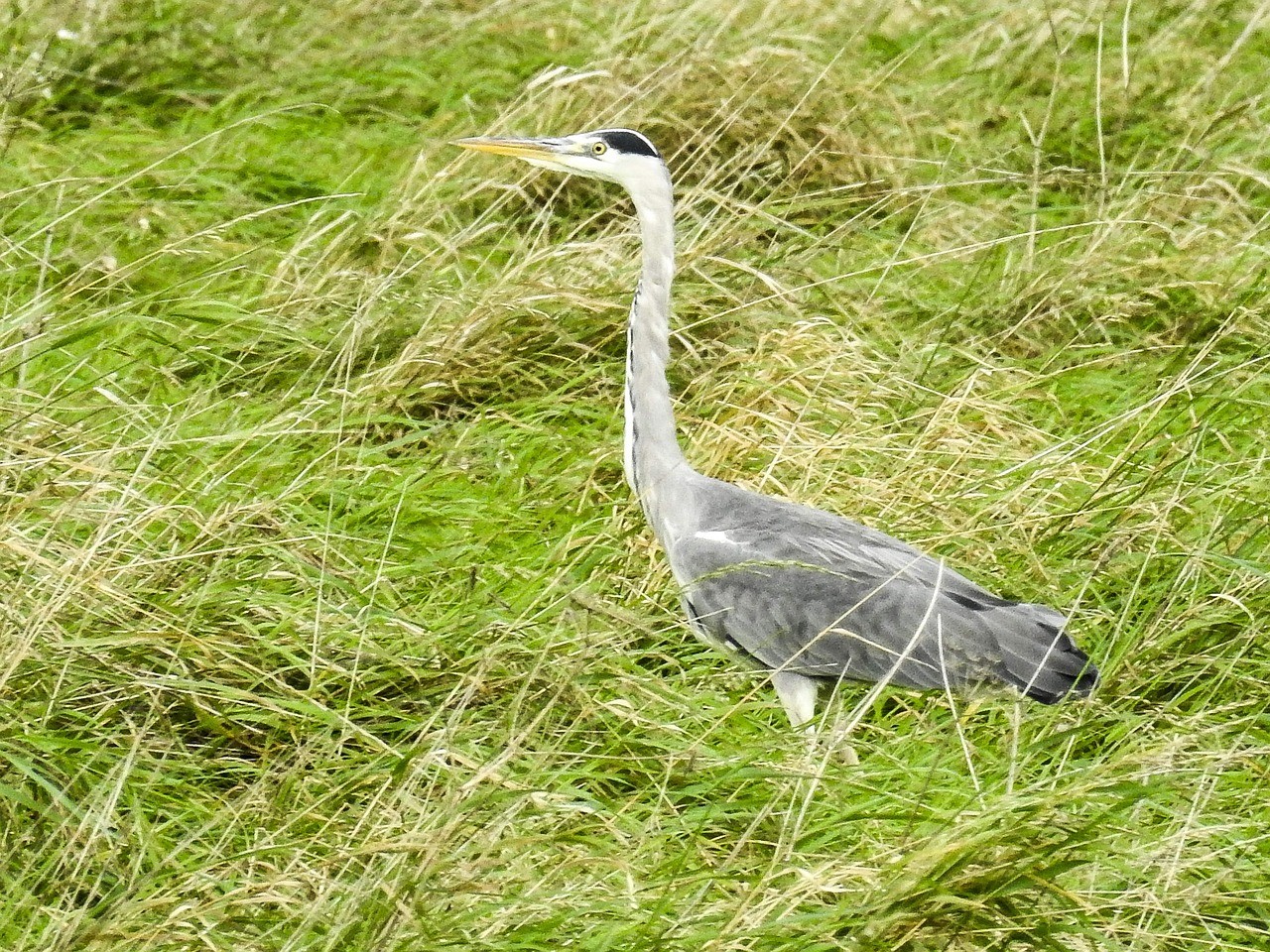 grey heron heron water bird free photo