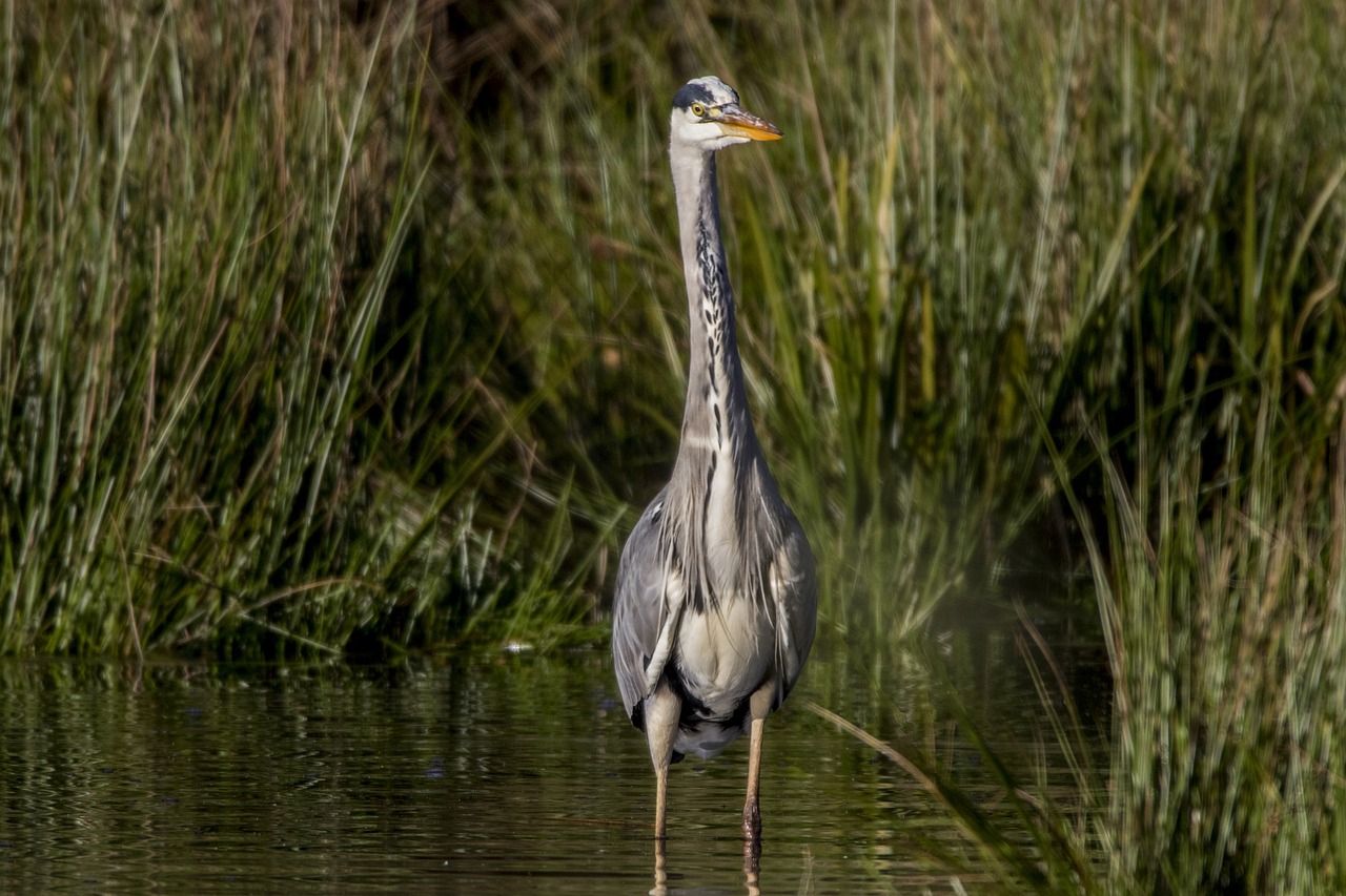 grey heron water bird free photo