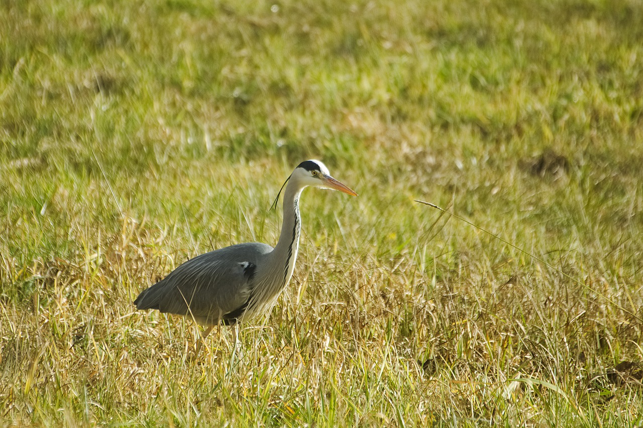 grey heron heron bird free photo