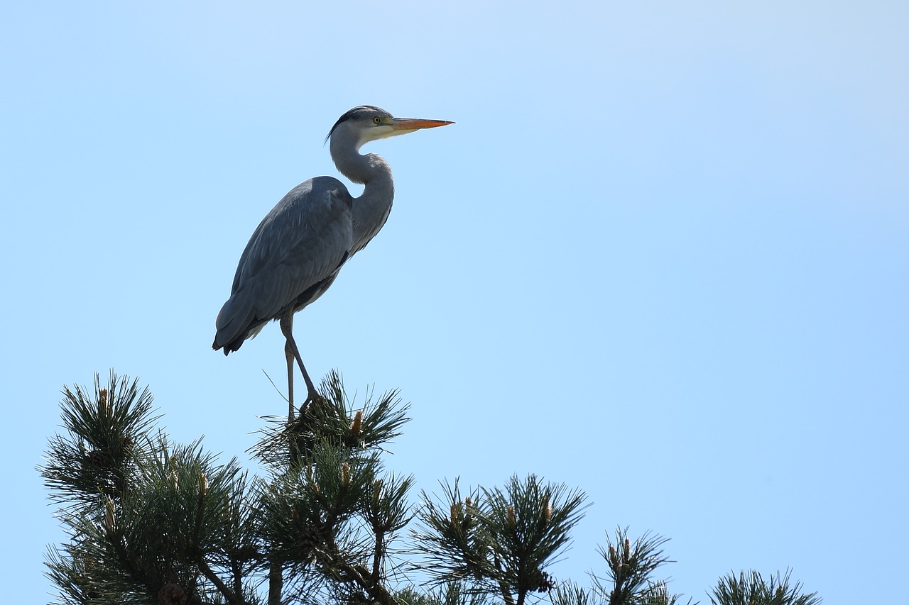 grey heron  tree  viewpoint free photo