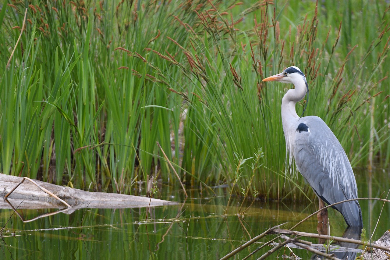grey heron  nature  marsh free photo