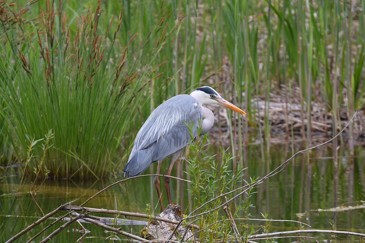 grey heron  nature  bird free photo