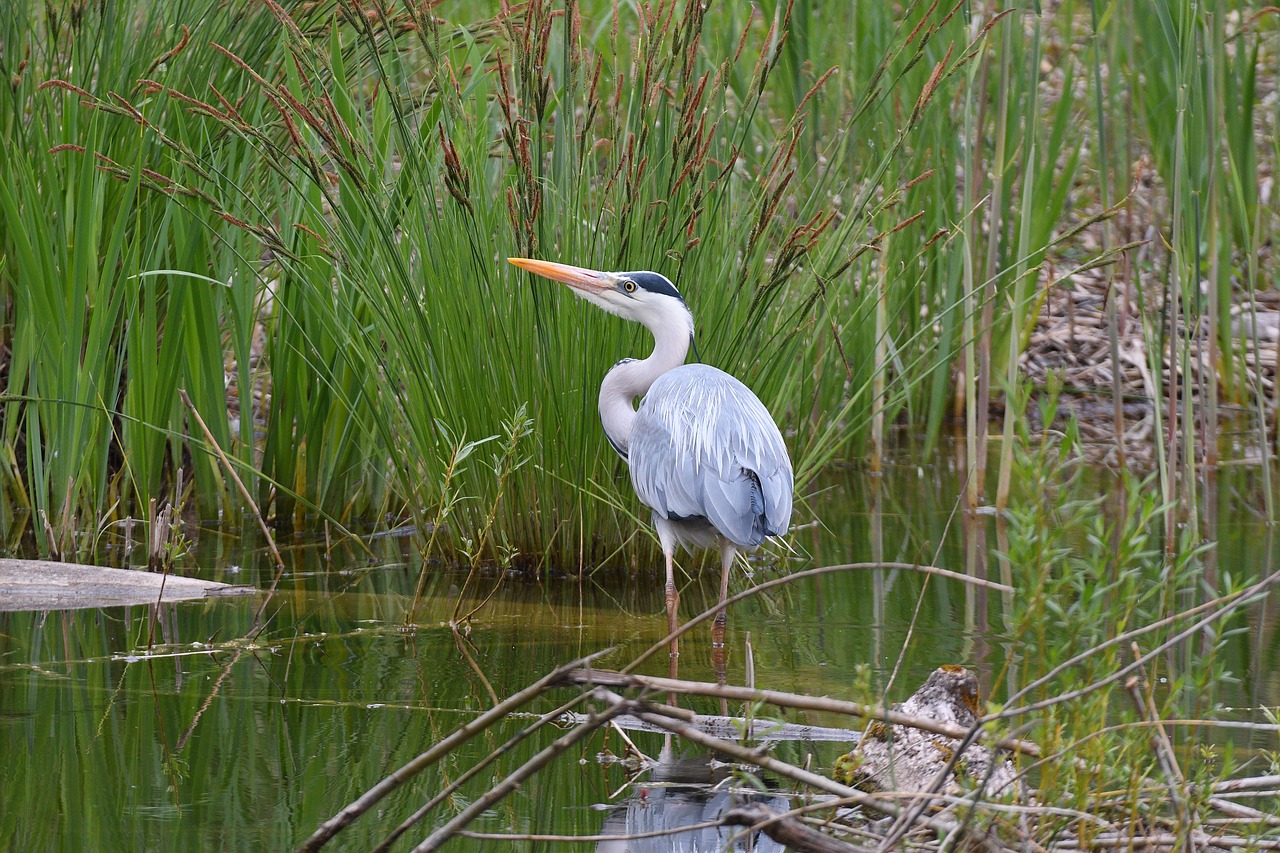 grey heron  nature  bird free photo