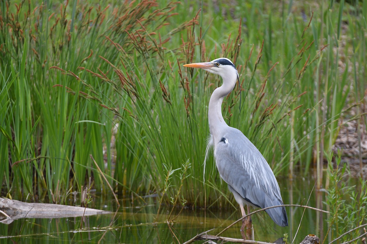 grey heron  nature  bird free photo