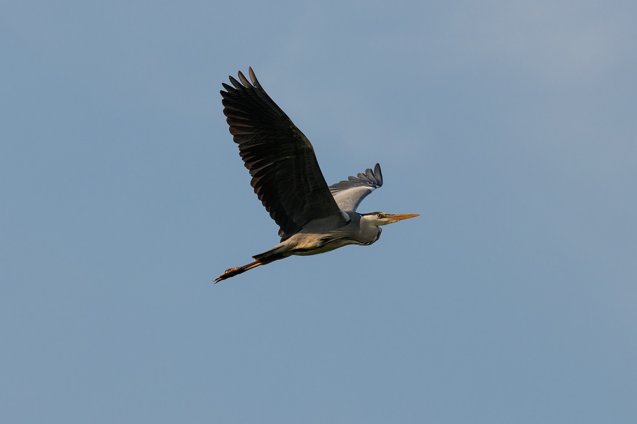 grey heron  heron  bird free photo