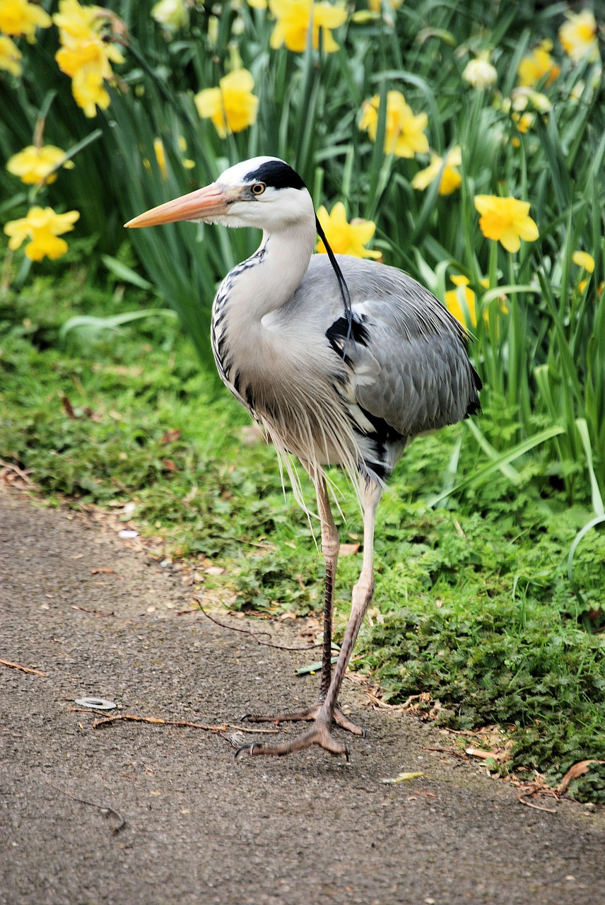 grey heron graceful ardea cinerea free photo