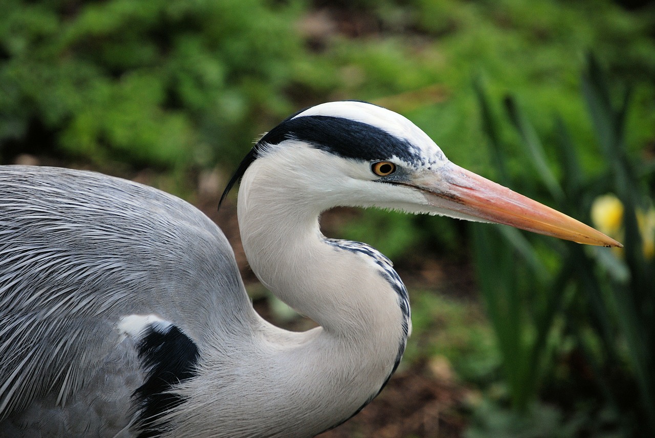 grey heron graceful ardea cinerea free photo