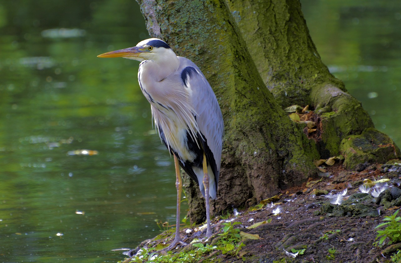 grey heron  water bird  nature free photo