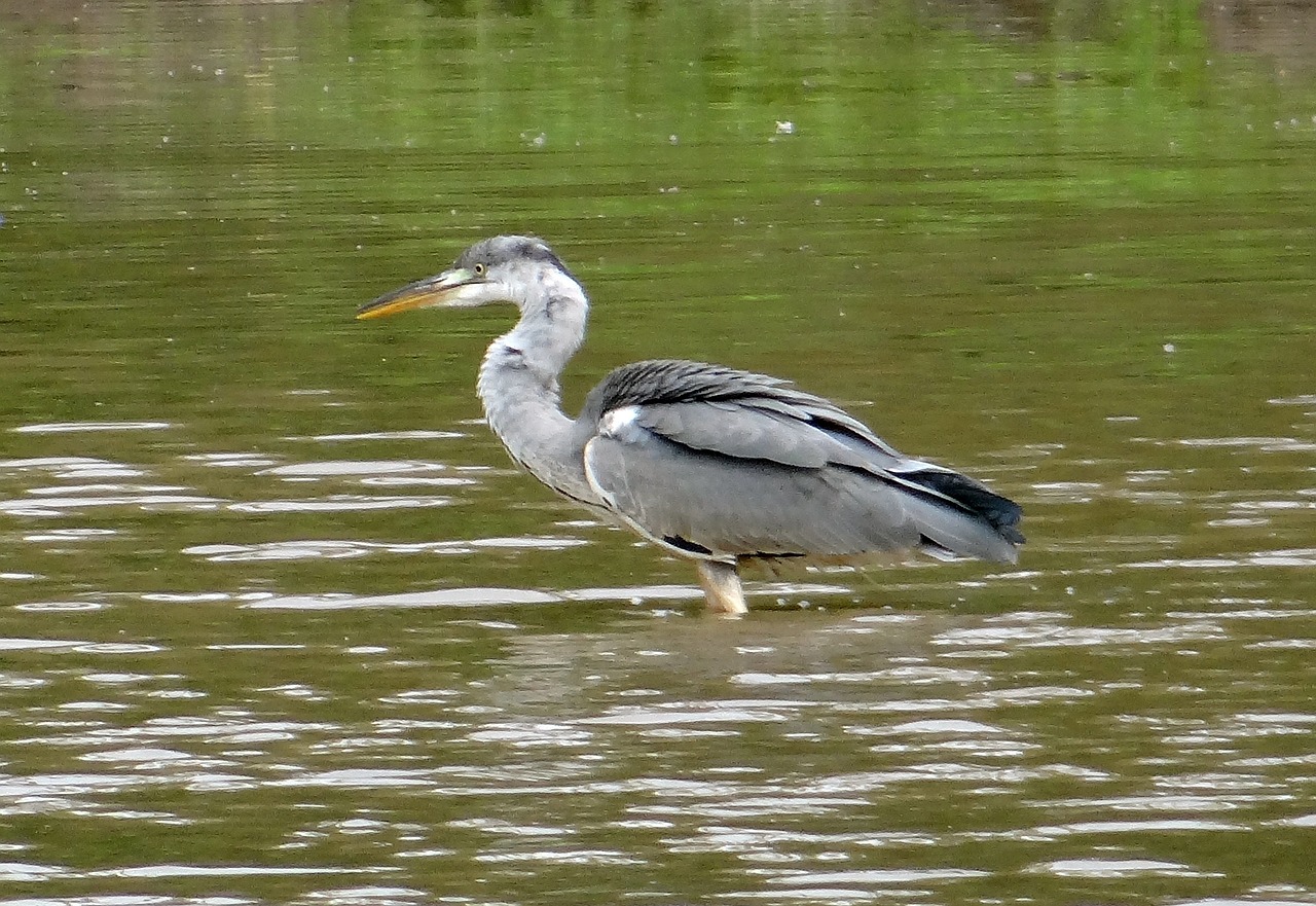 grey heron ardea cinerea heron free photo