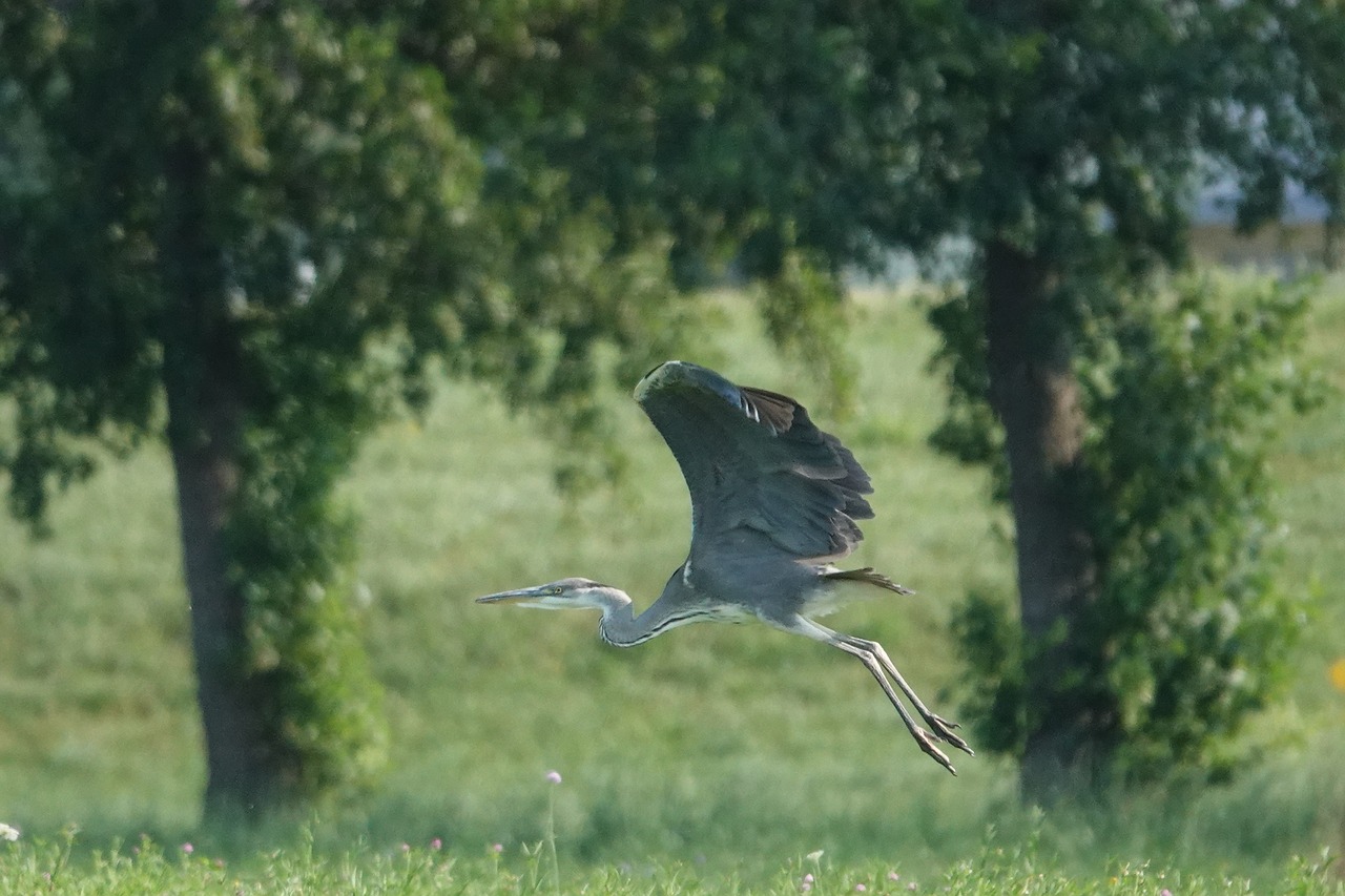 grey heron  flying  field free photo