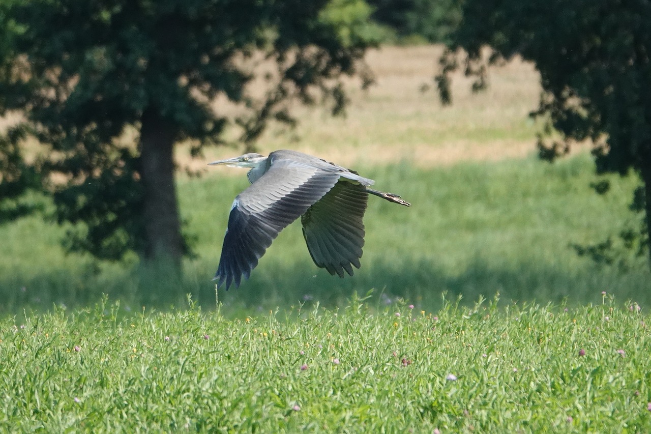 grey heron  flying  field free photo