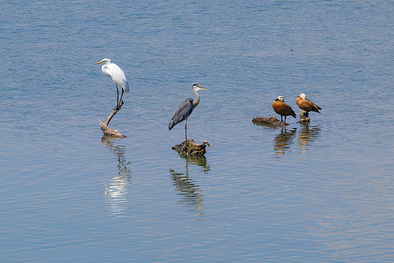 grey heron  egret  rust goose free photo