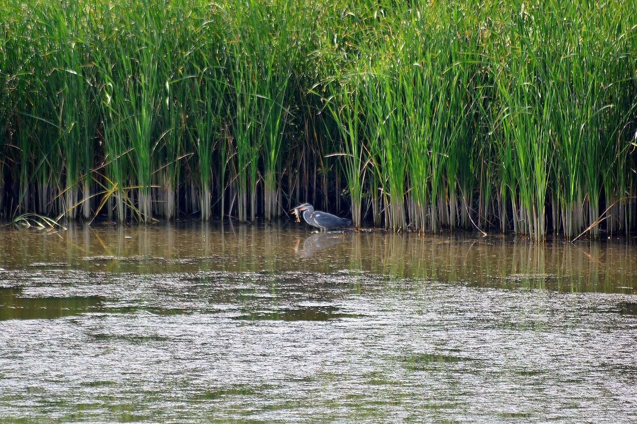 grey heron  nature  heron free photo