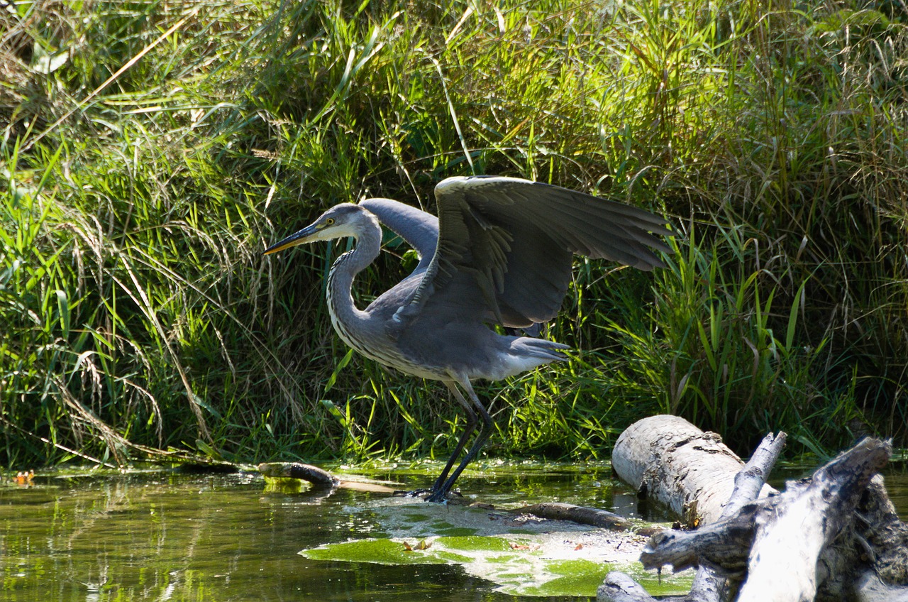 grey heron  bird  nature free photo